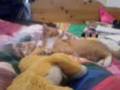 crazy cat.3gp