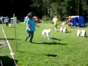 Sighthound Moss utstilling