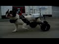 Una petit chien handicap� avec sa chaise roulante