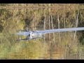ElectriFly Grumman G-44 Widgeon Maiden Flight