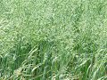 Spring alfalfa seeding Spring alfalfa seeding