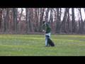 videos de Frisco - Obedience Training Graduate (Minnesota)