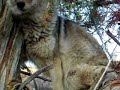 COYOTE HUNTING COYOTE HUNTING