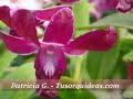 Con este video descubriras a las orquideas rynchostilis. La belleza de sus flores y su follaje te atrapará, descubre ahora todos los cuidados que necesitan para que adornen tu hogar y tu jardín.