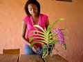 Orquideas Rynchostilis. Consejos Para Cuidarlas