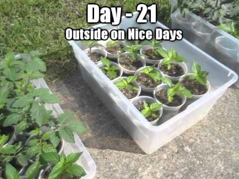 how to replant seeds from vegetables