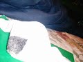 Animated Sock