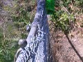 abbi-on-cliff.html