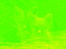 ^_^ Foxy Lady o_O
