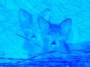 ^_^ Foxy Lady o_O