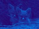 ^_^ Foxy Lady o_O