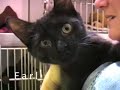 Humane Society of Livingston County