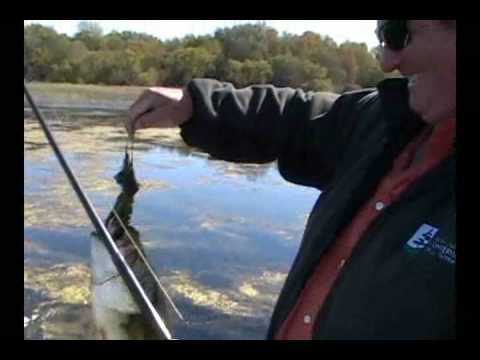 Un achigan de 7 Lbs dans le Lac-St-Pierre à Sorel-Tracy