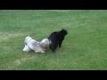 videos de Kirby bit me on the tail