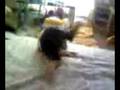 videos de chibi-xile?