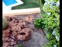 Simba en la jardinera