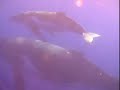 Humpbacks of Tonga 2007