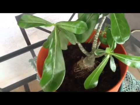 how to transplant desert rose