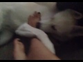 Video DOG vs. GIRL Video DOG vs. GIRL