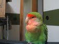 sleepy bird