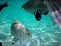 Snorkeling Ke\ Snorkeling Ke\