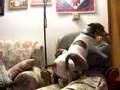dogs-attacking-siste