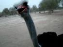 Ostrich Farm - Ras Al Khaimah