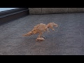 Click here to watch this video Robotic Dinosaur T-REX RC controlled