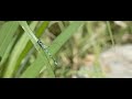 Damselflies