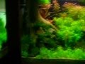 Aquascaping 2010