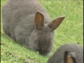 Bunnies' days on campus are numbered