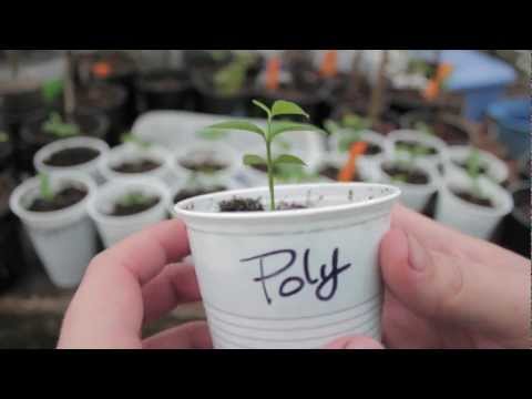 how to plant a lemon seed