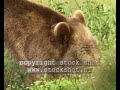 Brown Bear