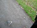 videos de london squirrell