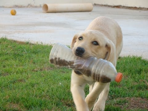 Labrador Retriever – Sandy Treinando Caça