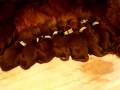 Irish Setter pups video 1st few hours old