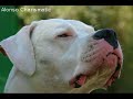 Argentijnse dog