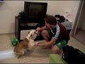Bulldog Ingles - Rebus