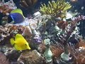 aquario do edson 