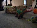 Our First Hatchling Pleo Awakes Our First Hatchling Pleo Awakes