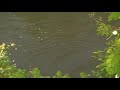 Sulphur, Brown Trout ,Rising Dry Fly,Sulfur Sulphur, Brown Trout ,Rising Dry Fly,Sulfur