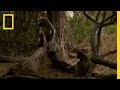 Baboon Battle