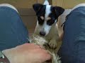 lief, aanvallen en wild...