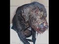 Abused dogs , how can people do this ?