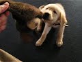golden retriever puppy tug a war
