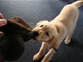 golden retriever puppy tug a war