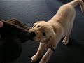 golden retriever puppy tug a war