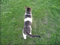 Walking with Bijou