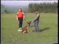 Malinois em Ação