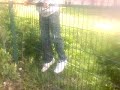 LES SAULES